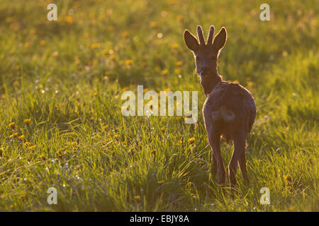 Il capriolo (Capreolus capreolus), buck con corna di velluto in piedi su erba , Germania, Schleswig-Holstein Foto Stock