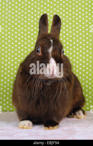 Coniglio nano (oryctolagus cuniculus f. domestica), raso dwarf rabbit seduti di fronte a uno sfondo tratteggiato Foto Stock