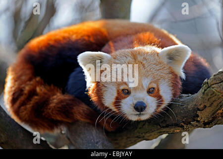 Panda minore, panda rosso (Ailurus fulgens), seduto su un ramo Foto Stock
