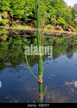 Acqua equiseto, palude equiseto (equiseto fluviatile), in uno stagno, in Germania, in Renania settentrionale-Vestfalia Foto Stock