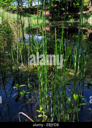 Acqua equiseto, palude equiseto (equiseto fluviatile), in uno stagno, in Germania, in Renania settentrionale-Vestfalia Foto Stock