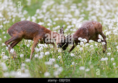 Il capriolo (Capreolus capreolus), due caprioli combattimenti, Germania, Schleswig-Holstein Foto Stock