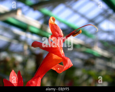 Peruviano petunia selvatico (Ruellia chartacea), fiore Foto Stock