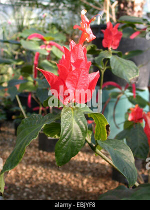 Peruviano petunia selvatico (Ruellia chartacea), fioritura Foto Stock