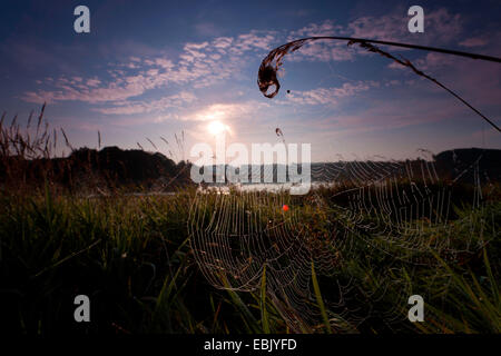 Spider Web sul lungolago di storage Poehl lago a sunrise, in Germania, in Sassonia, Vogtland, Jocketa Foto Stock