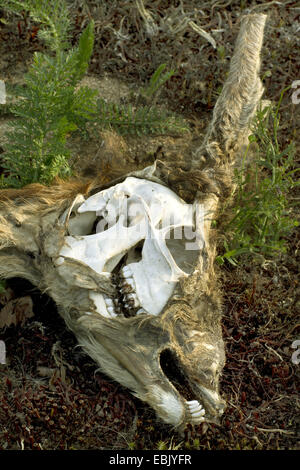 Il capriolo (Capreolus capreolus) il cranio di un buck, Germania, Schleswig-Holstein Foto Stock