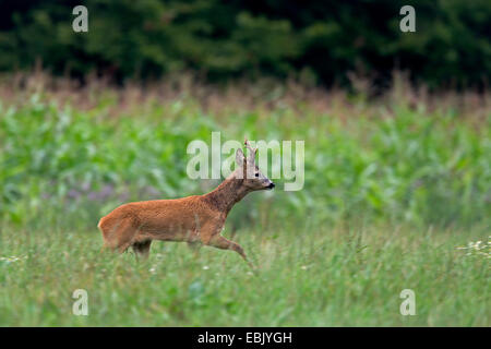 Il capriolo (Capreolus capreolus), buck in esecuzione in un prato, Germania, Schleswig-Holstein Foto Stock