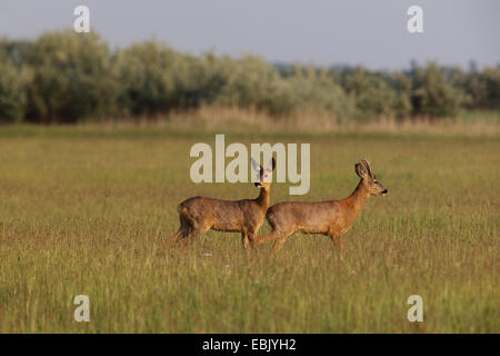 Il capriolo (Capreolus capreolus), buck e il DOE in piedi in un prato, Germania Foto Stock