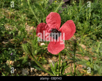 Ruvido papavero (Papaver hybridum), di fiori e frutta, Spagna, Balearen, Maiorca Foto Stock