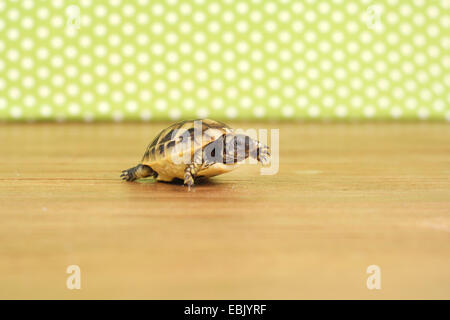 Hermann's tartaruga, tartaruga greca (Testudo hermanni), poco a piedi tartaruga sul tavolo Foto Stock