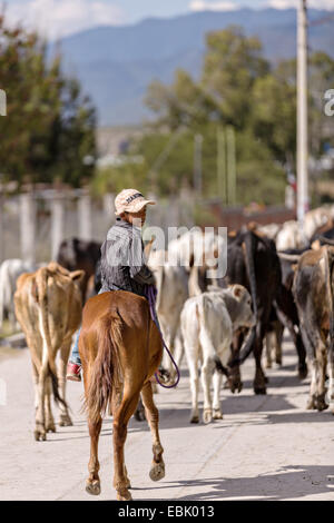 Un giovane messicano cowboy mandrie di bestiame verso il basso un villaggio street da cowboy messicano Novembre 5, 2014 in Yaguar, Messico. Foto Stock