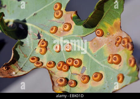 Foglie di quercia blister-gall cynipid wasp, silkbutton Oakleaf-spanglegall cynipid wasp, pulsante di seta spangle fiele (Neuroterus numismalis), undersidse della foglia di Quercus robur, Germania Foto Stock