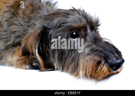 Wire-haired bassotto, Filo-dai capelli del cane di salsiccia, cane domestico (Canis lupus f. familiaris), ritratto, vista laterale, in Germania, in Renania settentrionale-Vestfalia Foto Stock