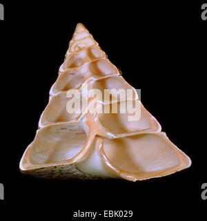 Nilo topsnail, Nilo trochus, commerciale trochus, perlacea guscio superiore (Trochus niloticus) Foto Stock