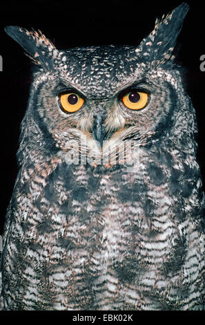 Macchiato il gufo reale (Bubo africanus), ritratto Foto Stock