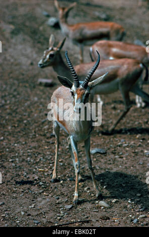 Goitred gazelle, Arabian sabbia (gazelle Gazella subgutturosa subgutturosa) Foto Stock