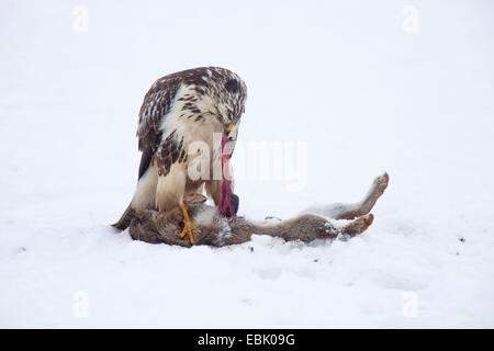 Eurasian poiana (Buteo buteo), in inverno con le prede sul terreno, in Germania, in Renania Palatinato Foto Stock
