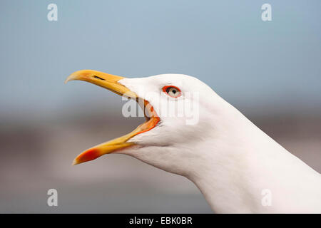 Aringa gabbiano (Larus argentatus), chiamando, Marocco Essaouira Foto Stock