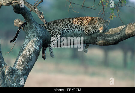 Leopard (Panthera pardus), lazyly giacente su un ramo, Tanzania Serengeti NP Foto Stock