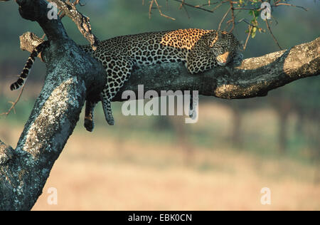 Leopard (Panthera pardus), lazyly giacente su un ramo, Tanzania Serengeti NP Foto Stock