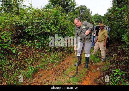 Dhaman, Ratsnake orientali, Orientale Biacco (Ptyas mucosa, Ptyas mucosus), l uomo ha catturato un grande serpente, Sri Lanka, Sinharaja Forest National Park Foto Stock