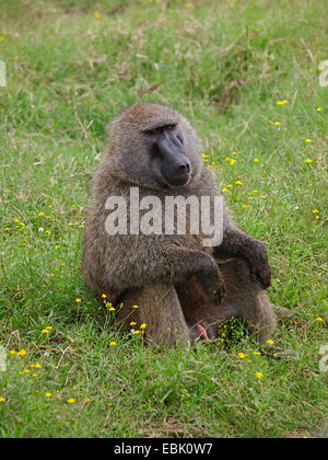 Babbuino giallo, Savannah babbuino (Papio cynocephalus), maschio in appoggio di babbuino, Kenya Foto Stock