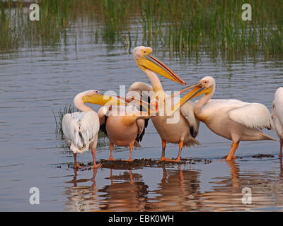 Orientale pellicano bianco (Pelecanus onocrotalus), pellicani in piedi in acqua poco profonda, Kenya, Lake Nakuru National Park Foto Stock