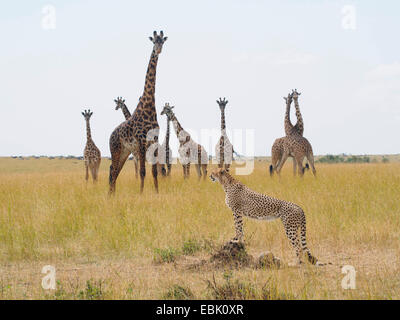 Ghepardo (Acinonyx jubatus), ghepardi e giraffe la visione di ogni altro nella savana, Kenia Masai Mara National Park Foto Stock