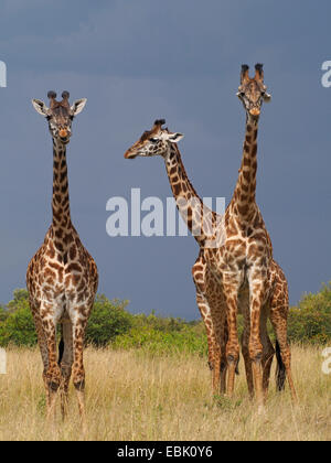 Masai giraffe (Giraffa camelopardalis tippelskirchi), tre giraffe a Savannah, Kenia Masai Mara National Park Foto Stock