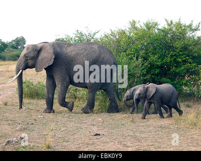 Elefante africano (Loxodonta africana), madre con i cuccioli nella savana, Kenia Masai Mara National Park Foto Stock