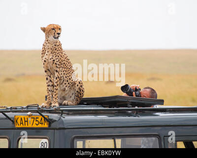 Ghepardo (Acinonyx jubatus), seduta sul tetto di una jeep safari beeing fotografato, Kenia Masai Mara National Park Foto Stock