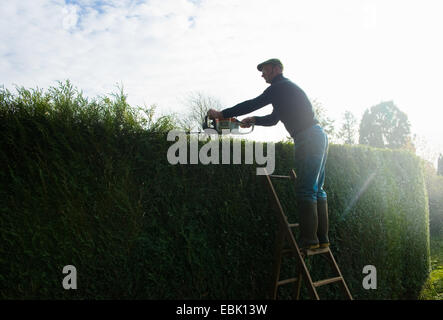 Stagliano uomo sulla sommità di scale alti di trimming siepe giardino Foto Stock