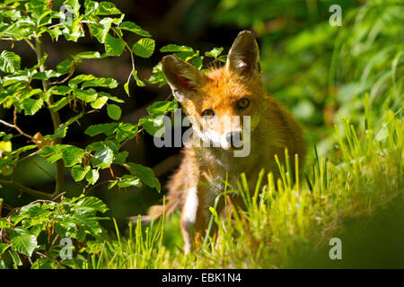 Red Fox (Vulpes vulpes vulpes), sui mangimi, Svizzera, Sankt Gallen Foto Stock