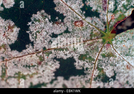 Norvegia (acero Acer platanoides), foglie con danni bei Sawadaea tulasnei, Germania Foto Stock