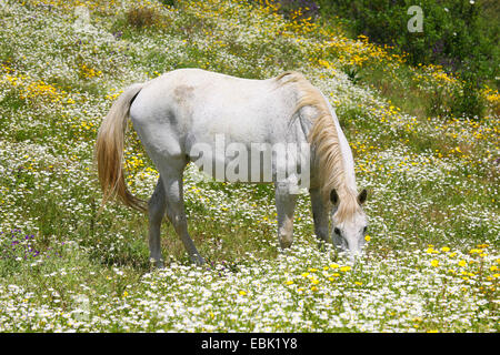 Cavallo lusitano (Equus przewalskii f. caballus), White Horse navigando in un prato di fiori, Portogallo Foto Stock