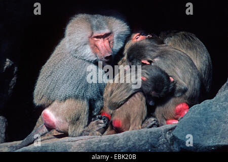 Hamadryas babbuino, sacro babbuino (Papio hamadryas), gruppo seduto su roccia huggled insieme Foto Stock