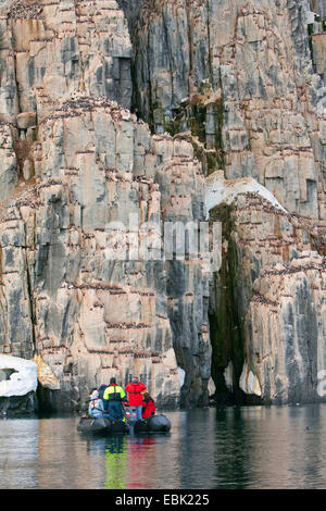 La Bruennich guillemot (Uria lomvia), i turisti in un zodiac guardando una colonia in linea di scogliera, Norvegia Isole Svalbard Foto Stock