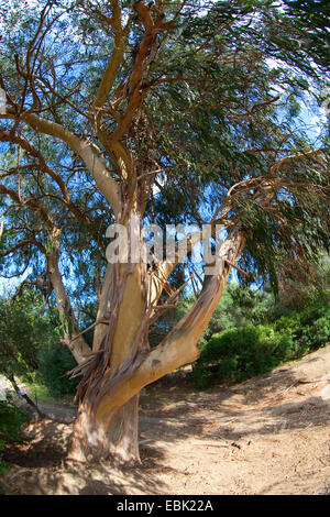 Blu della Tasmania gomma, gomma blu, Southern Blue Gum (Eucalyptus globulus), trunk Foto Stock