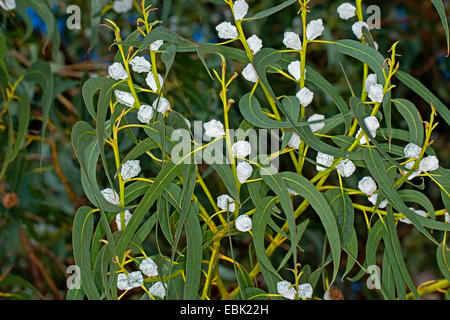 Blu della Tasmania gomma, gomma blu, Southern Blue Gum (Eucalyptus globulus), le gemme Foto Stock