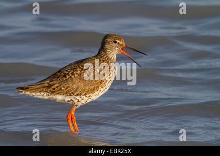 Comune (redshank Tringa totanus), in piedi in acqua chiamando, Austria, Burgenland, Neusiedler See Parco Nazionale Foto Stock