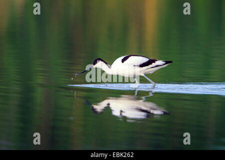 Pied avocet (Recurvirostra avosetta), sui mangimi, Austria, Burgenland, Neusiedler See Parco Nazionale Foto Stock