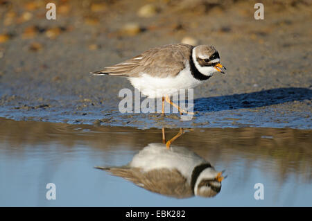 Plover inanellato (Charadrius hiaticula), sul feed su una riva, Paesi Bassi, Texel Foto Stock