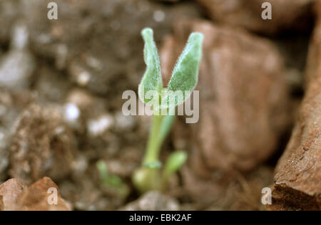 Pianta della benna mordente, artiglio del diavolo (Harpagophytum procumbens), la piantina Foto Stock