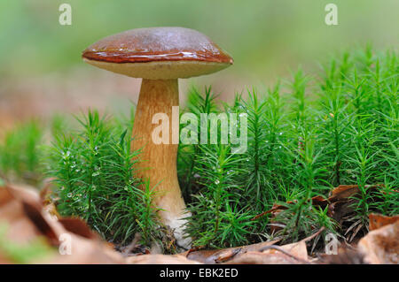 Bay bolete (Boletus badius, Xerocomus badius), corpo fruttifero di Moss, in Germania, in Renania settentrionale-Vestfalia Foto Stock