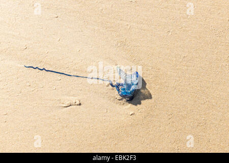 Bottiglia blu Medusa (Physalia utriculus) lavato fino sulla Penisola di Mornington, Victoria, Australia. Foto Stock