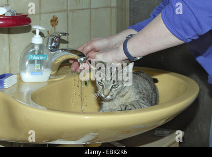 Il gatto domestico, il gatto di casa (Felis silvestris f. catus), lavarsi in un lavandino Foto Stock