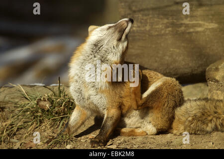 Red Fox (Vulpes vulpes vulpes), seduto sulla massa di suolo toelettatura, Germania Foto Stock