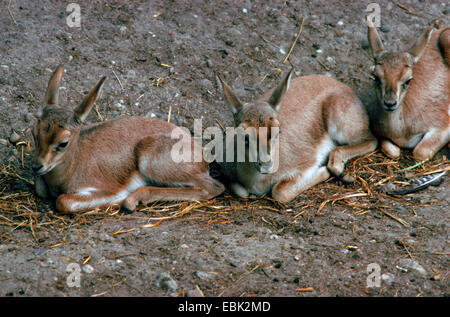 Goitred gazelle, Arabian sabbia (gazelle Gazella subgutturosa subgutturosa), il novellame in appoggio Foto Stock