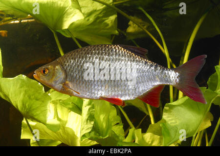 Rudd (Scardinius erythrophthalmus), vista laterale, Germania Foto Stock