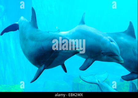 Bottlenosed dolphin, comune bottiglia di delfini dal naso (Tursiops truncatus), sotto l'acqua Foto Stock